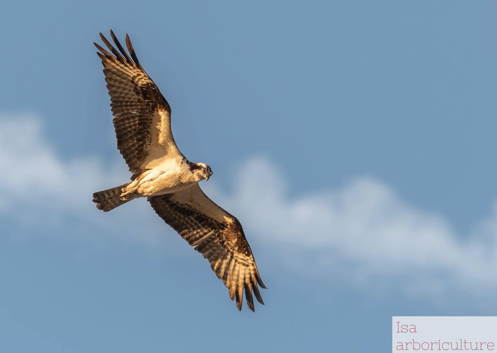 Selective Photography of Flying Black Falcon