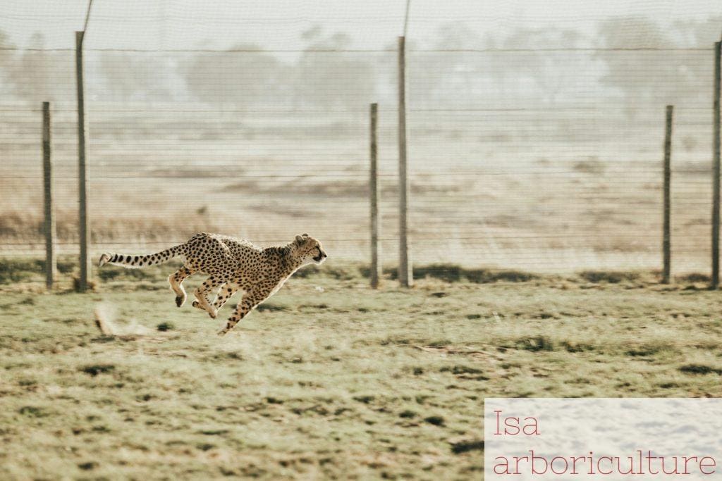 cheetah running on brown field