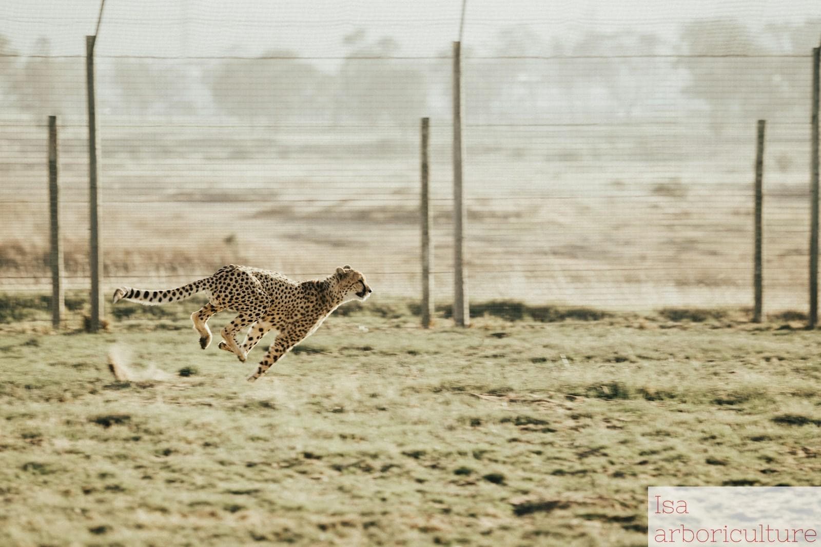 cheetah running on brown field