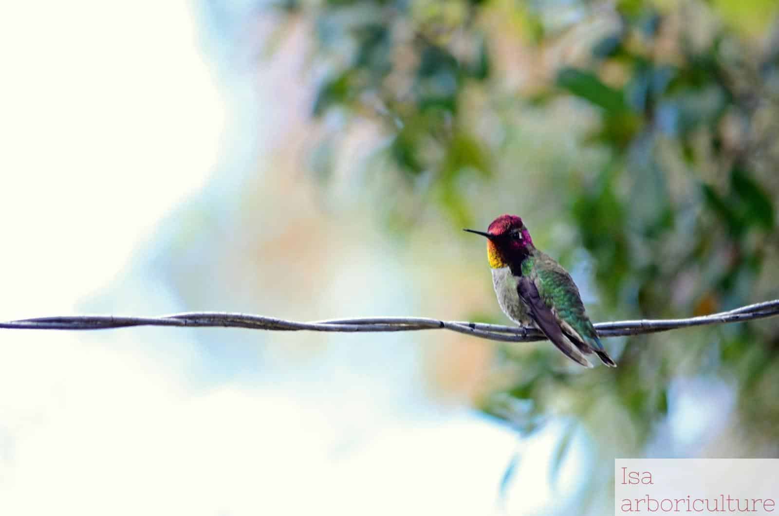 black, red, and green bird on wire