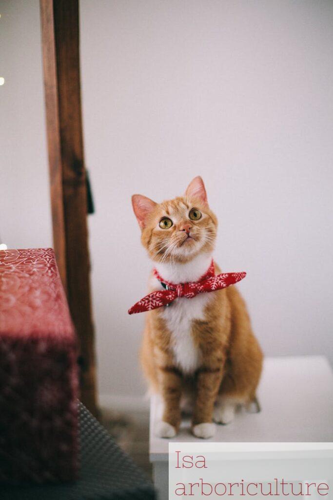 gato