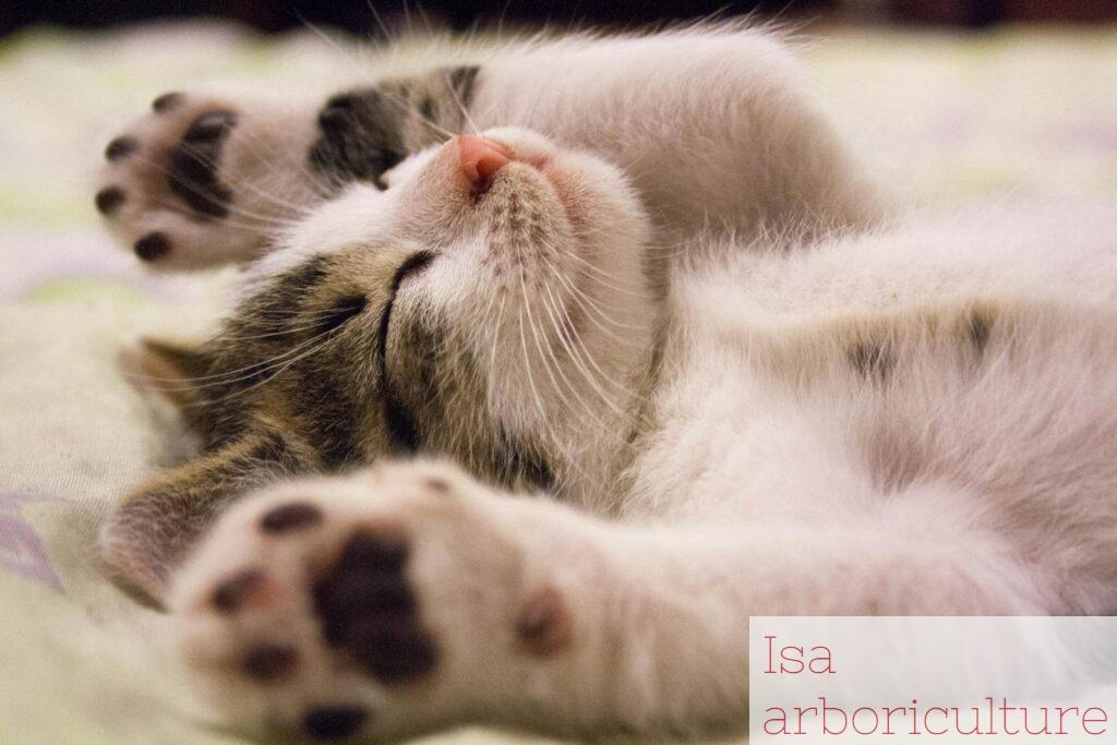 gatito