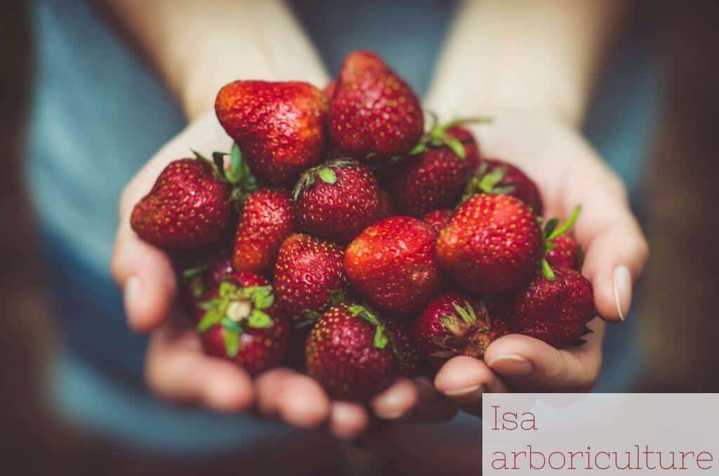Frutas de verano