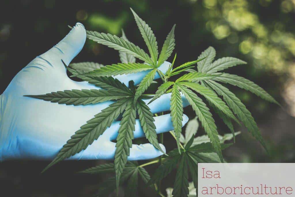 Cómo actúa el cannabinol y por qué está ganando interés