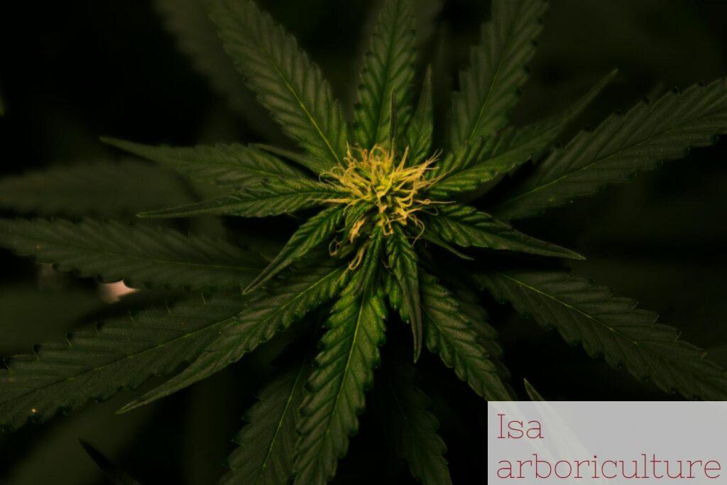 Cómo actúa el cannabinol y por qué está ganando interés