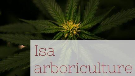 Cómo actúa el cannabinol y por qué está ganando interés
