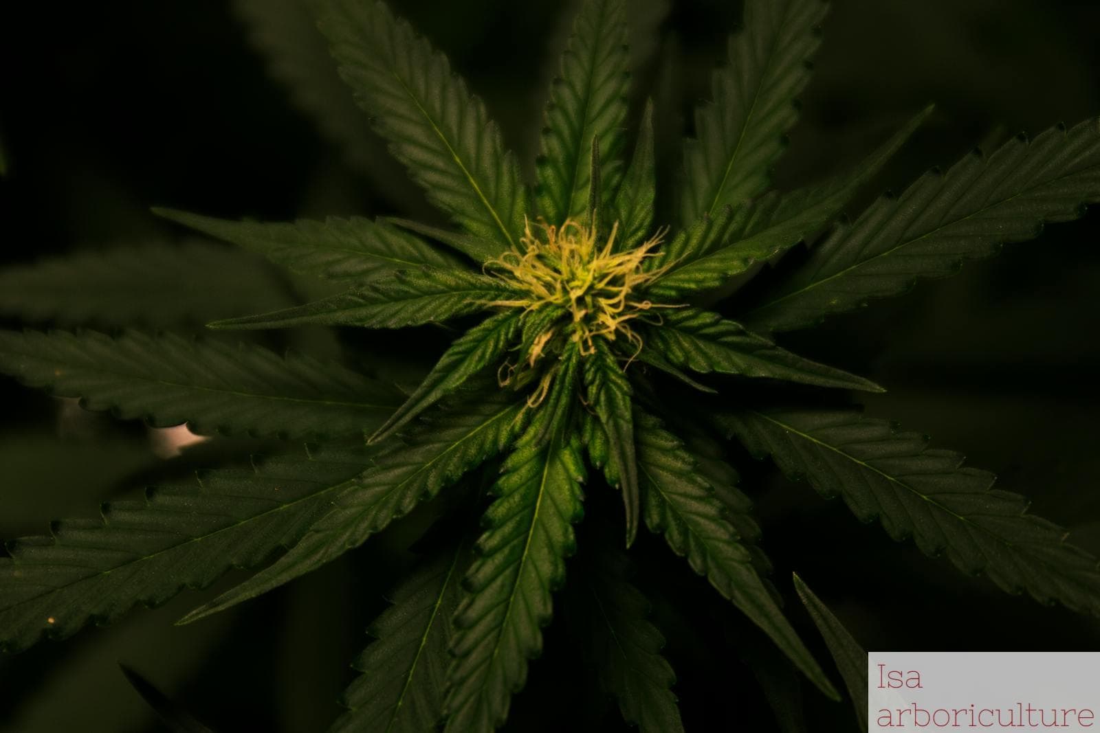 Cómo actúa el cannabinol y por qué está ganando interés