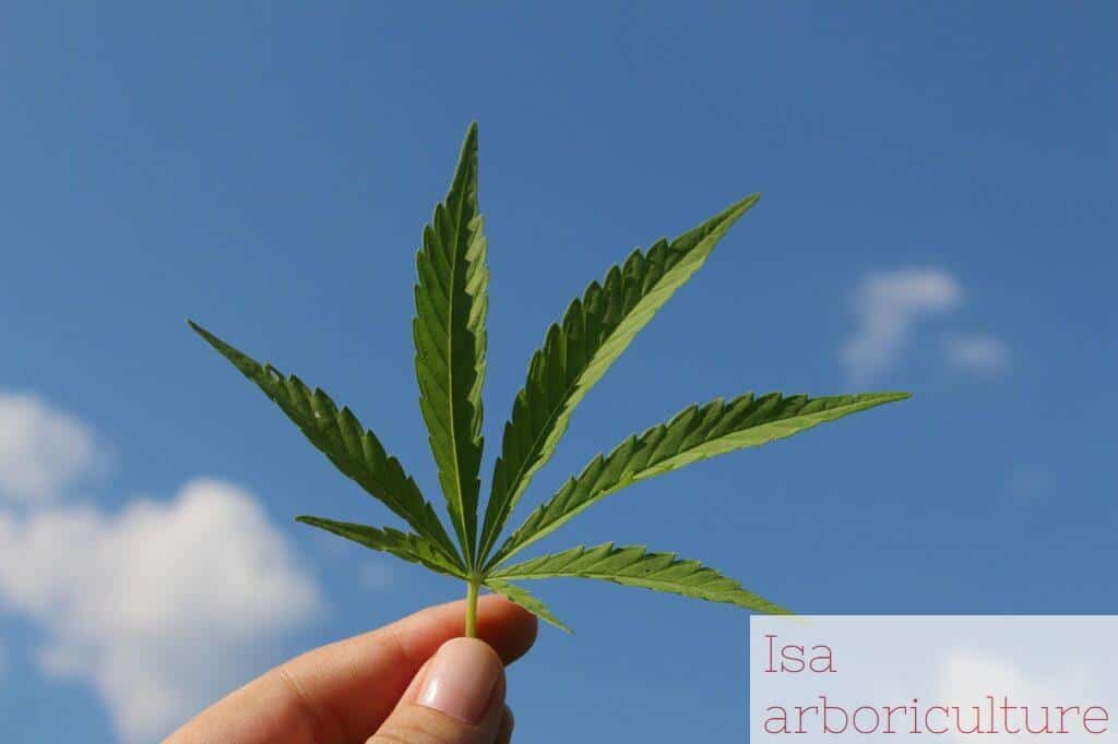 cannabinol y por qué está ganando interés