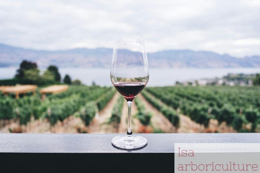 Beneficios del consumo moderado de vino para la salud