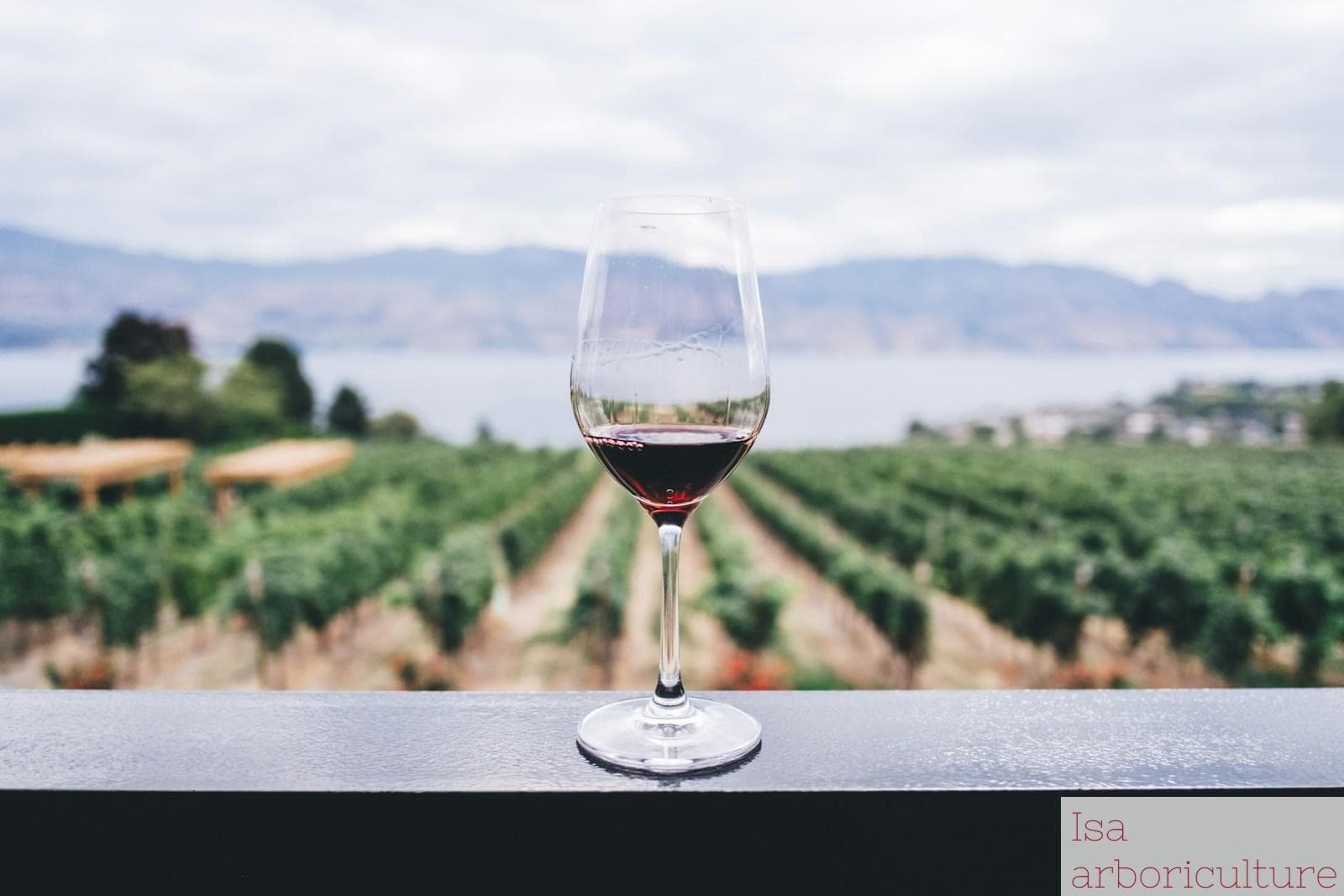 Beneficios del consumo moderado de vino para la salud