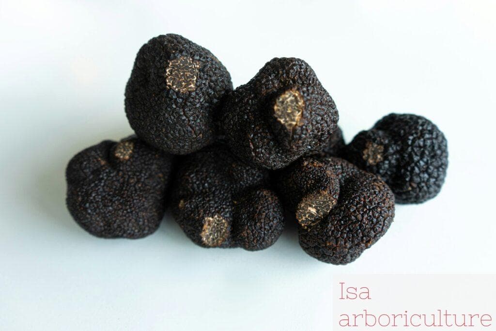 todo sobre las trufas mágicas