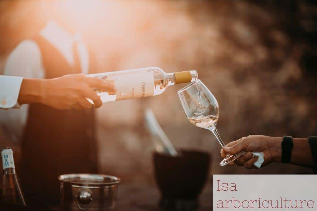 Beneficios consumo moderado de vino para la salud