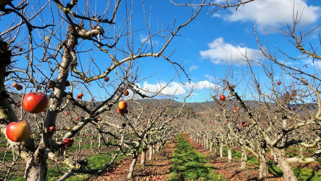 Huerto de frutales sin hojas a finales del invierno, listo para la poda de árboles