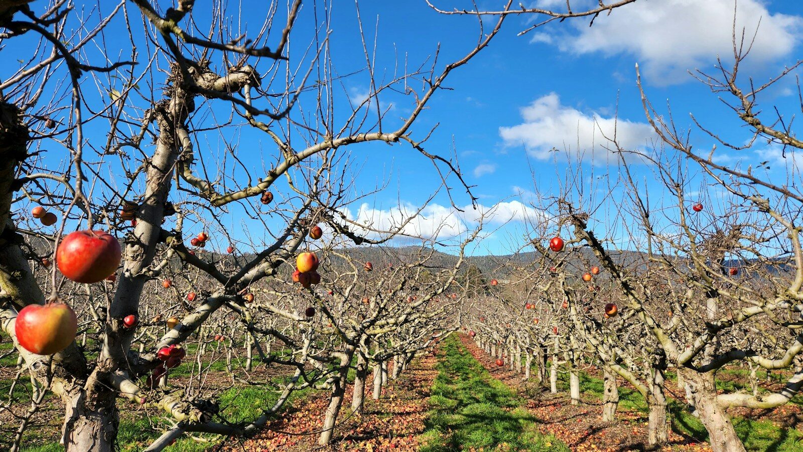 Huerto de frutales sin hojas a finales del invierno, listo para la poda de árboles