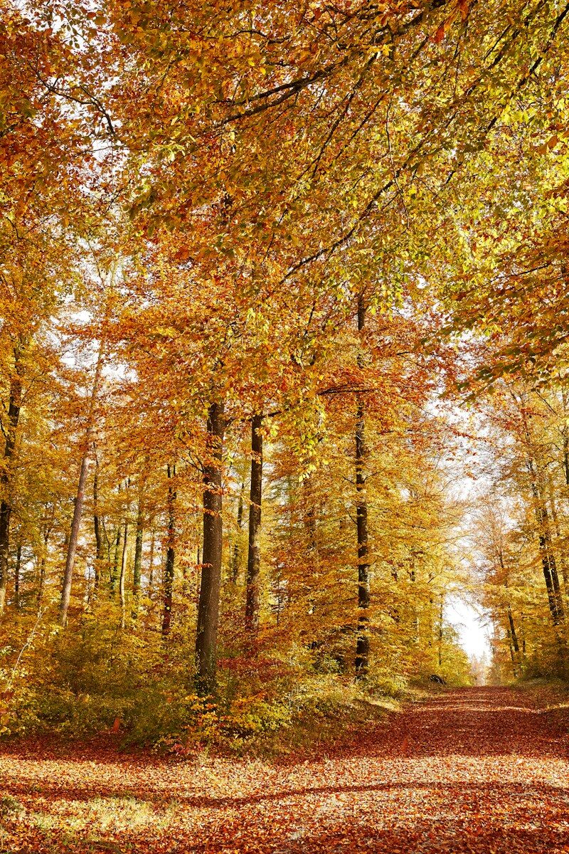 Hayedo en otoño con luz dorada entre los troncos: tipos de árboles