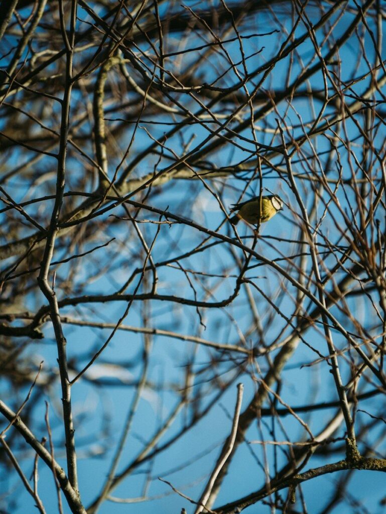 Ramas desnudas de un árbol con un herrerillo posado, ejemplo de poda de árboles en invierno