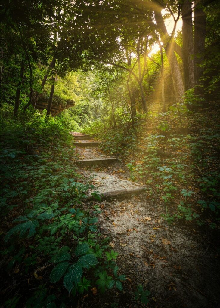 Sendero de piedra entre vegetación con luz de mañana