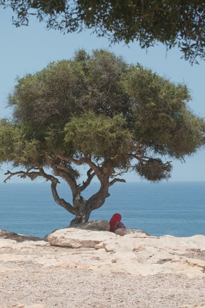 Árbol de copa irregular sobre el mar Mediterráneo
